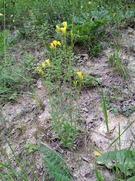 Image of golden flax