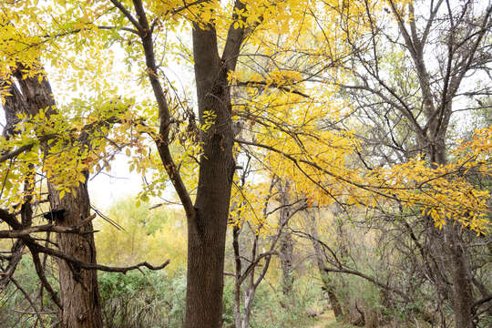 Imagem de Fraxinus velutina Torr.