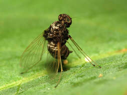 Image of Chrysopilus basilaris (Say 1823)