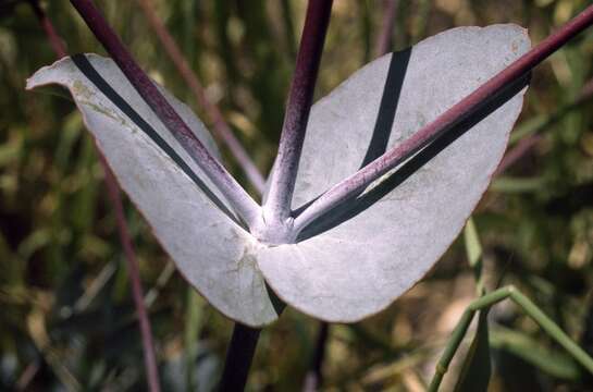 Image de Eucalyptus leucoxylon F. Müll.