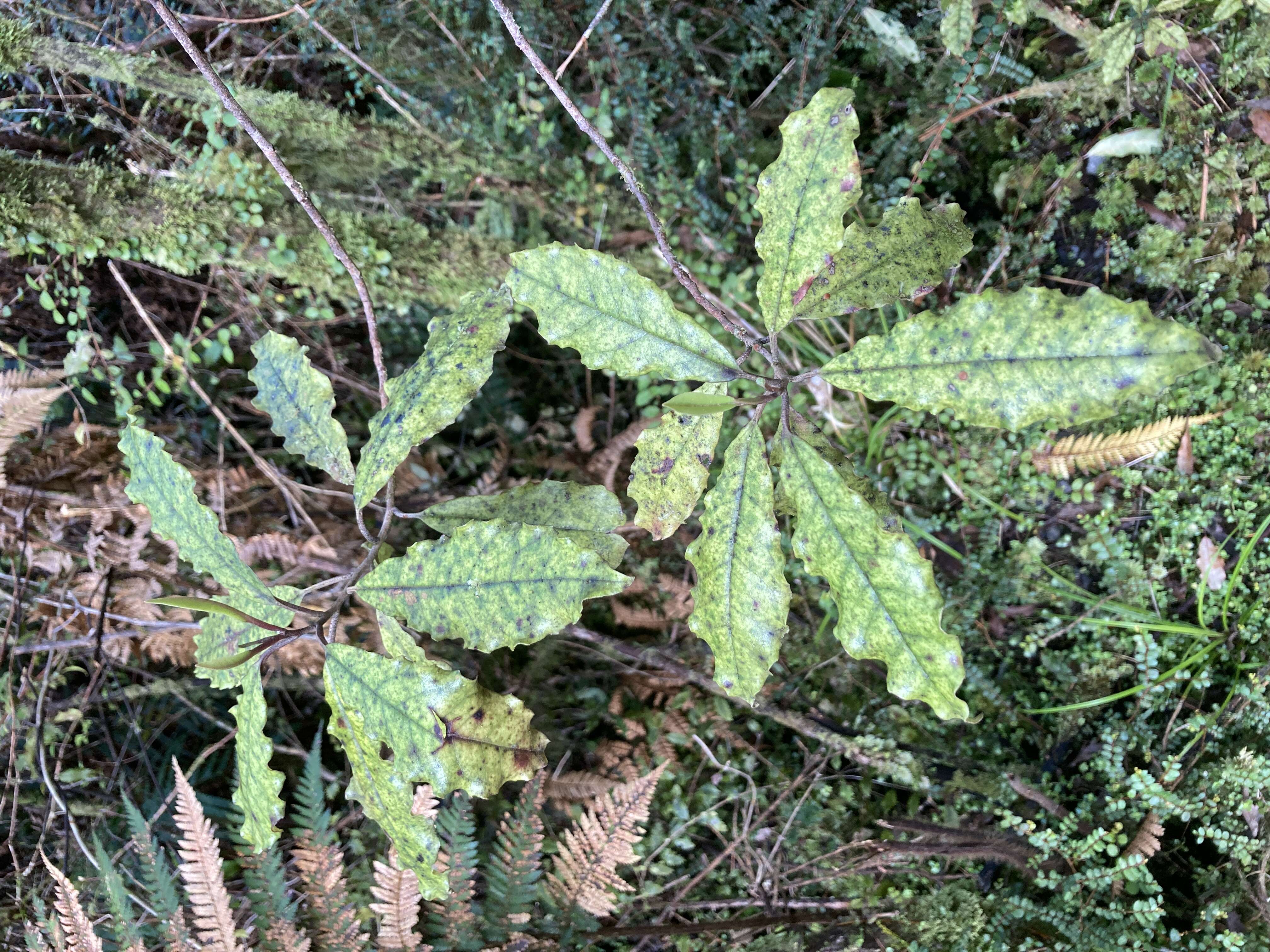 Image of Quintinia serrata A. Cunn.