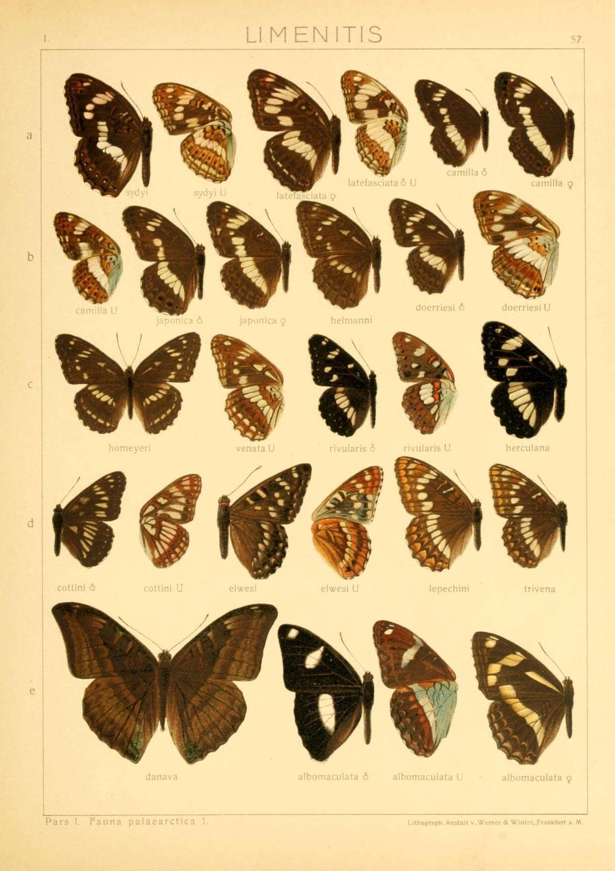 Image of Limenitis helmanni Lederer 1853