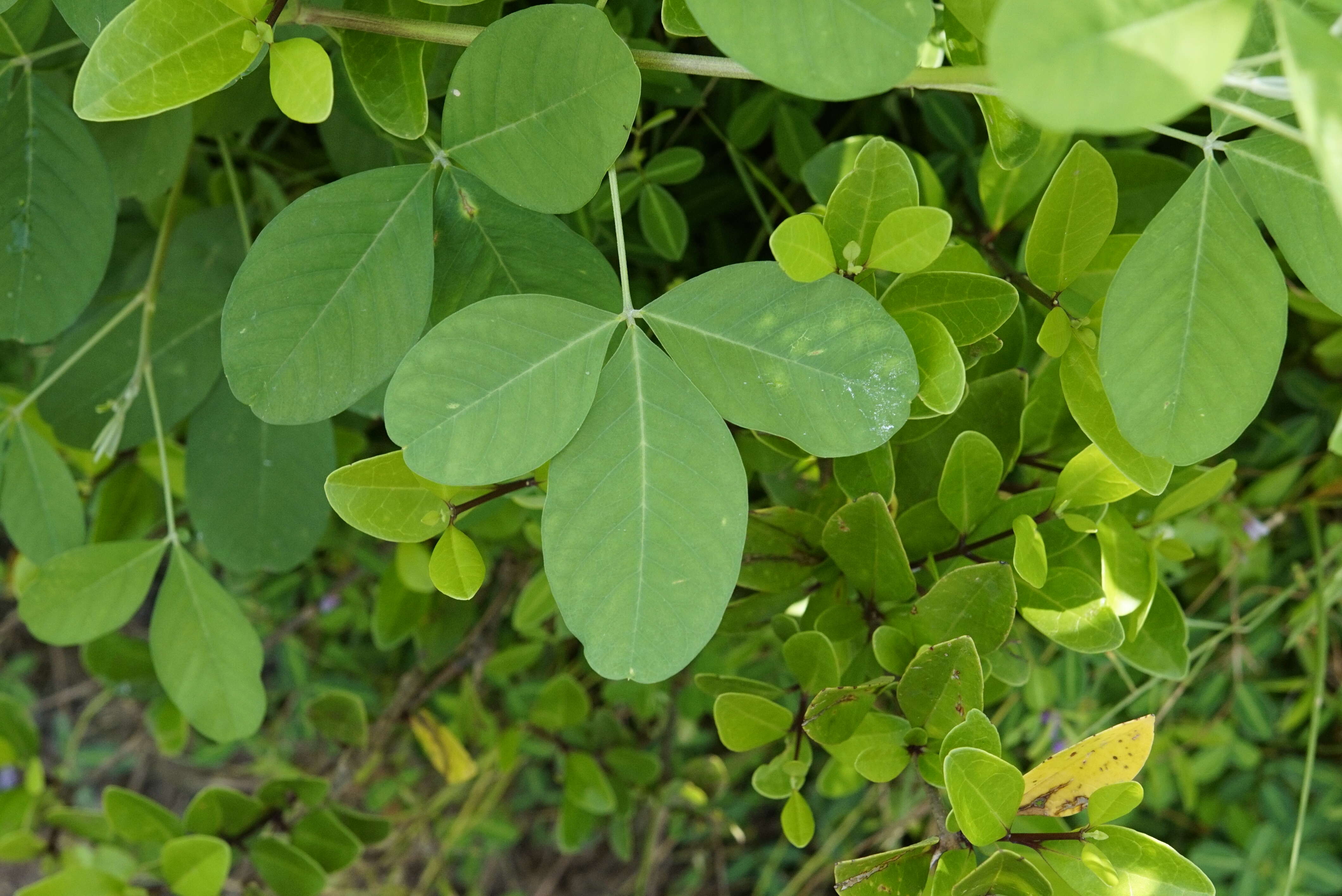 Image of smooth rattlebox