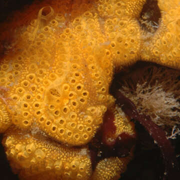 Image of Colonial tunicate