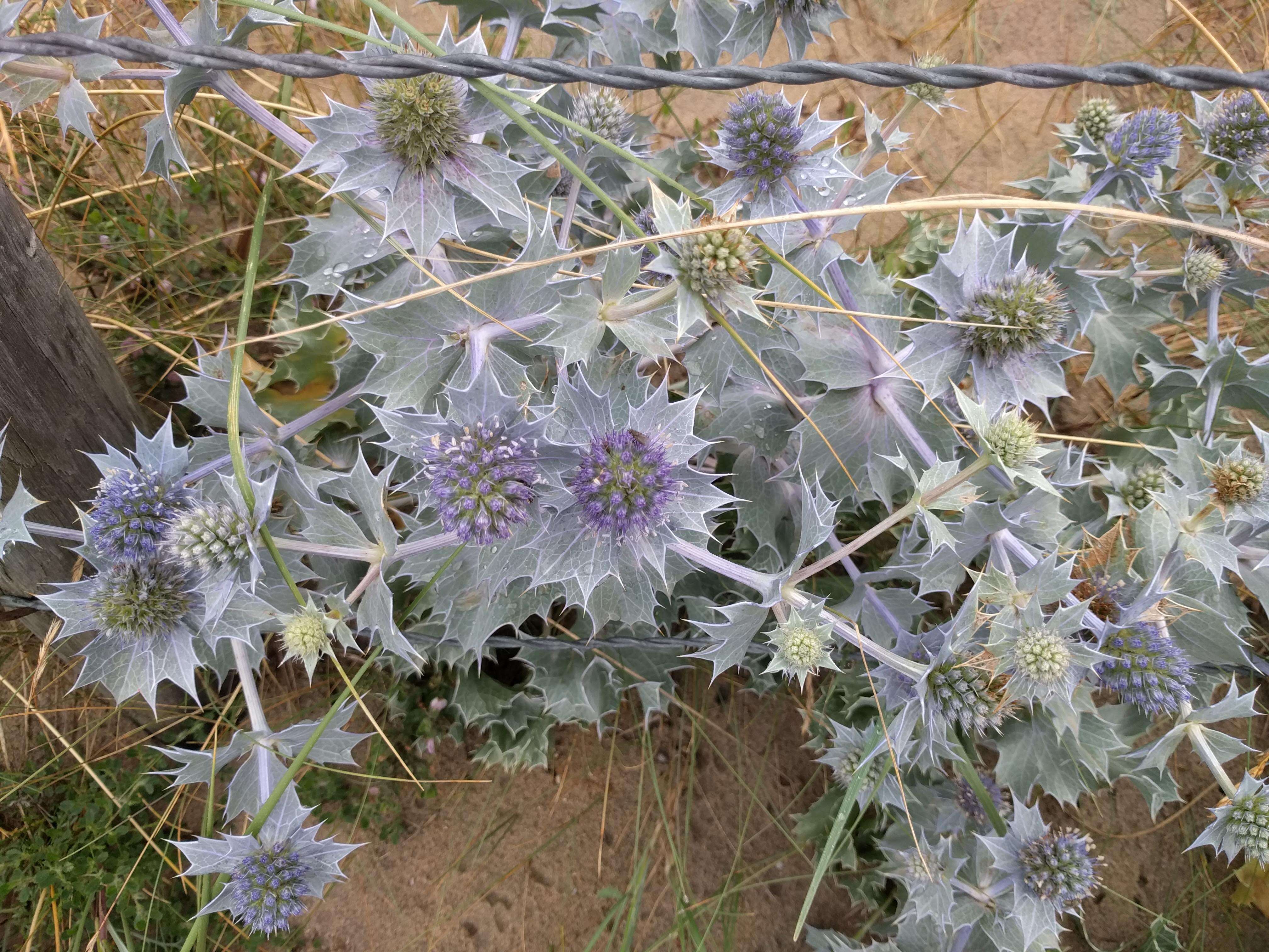 Image of sea-holly