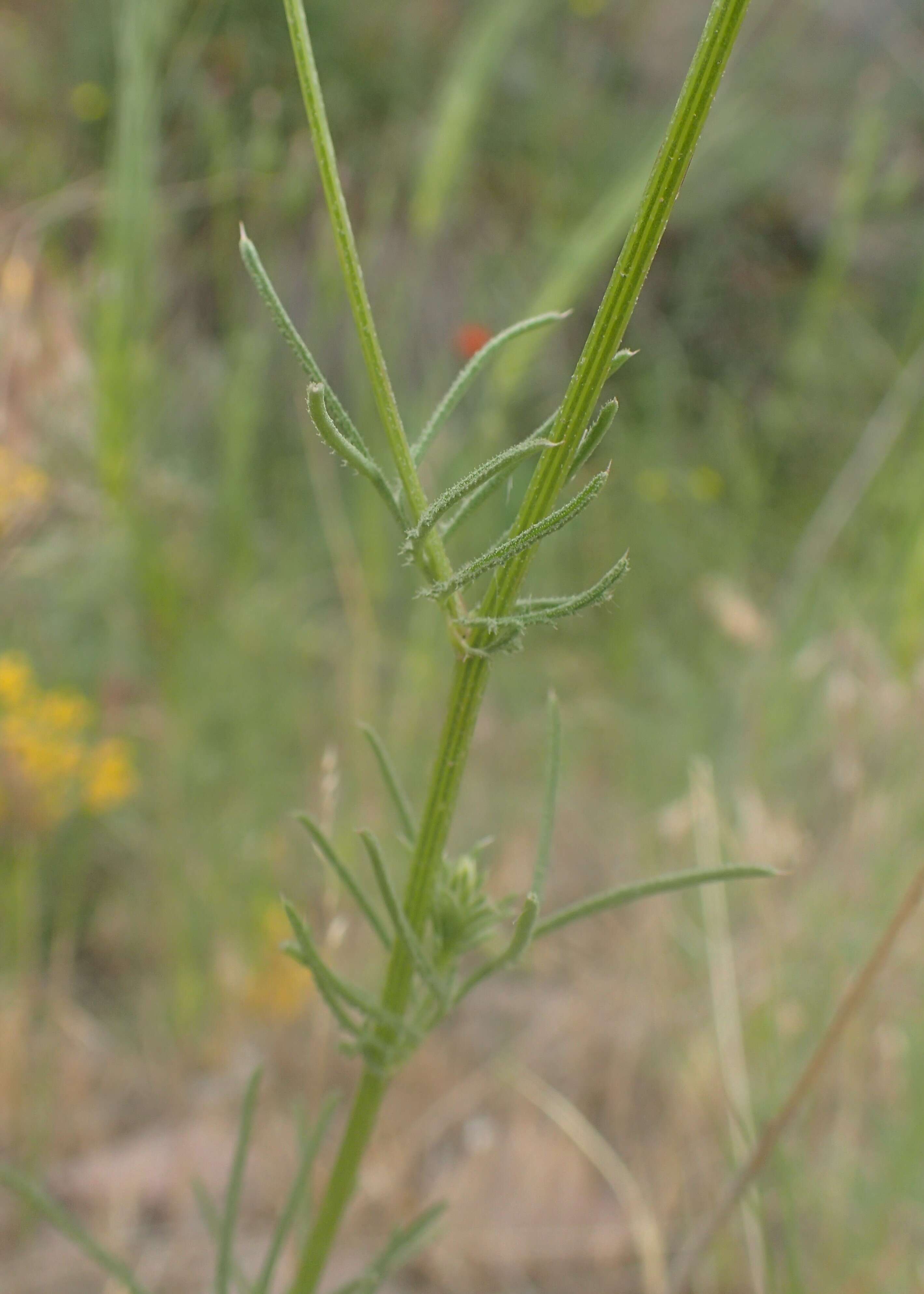 Image of common crupina