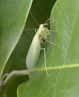 صورة Tropidomantis (Tropidomantis) tenera (Stal 1858)