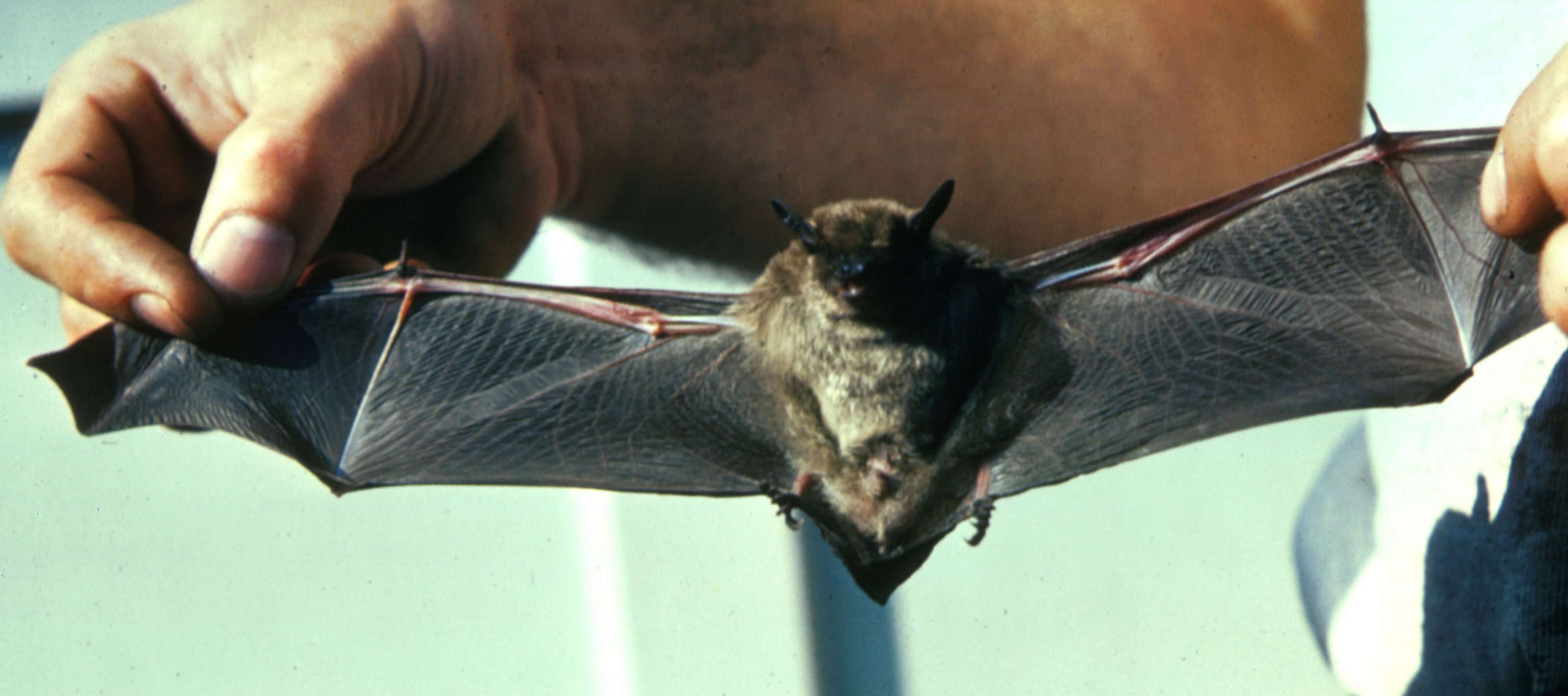 Image of little brown bat