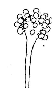 Image of Cokeromyces recurvatus Poitras 1950