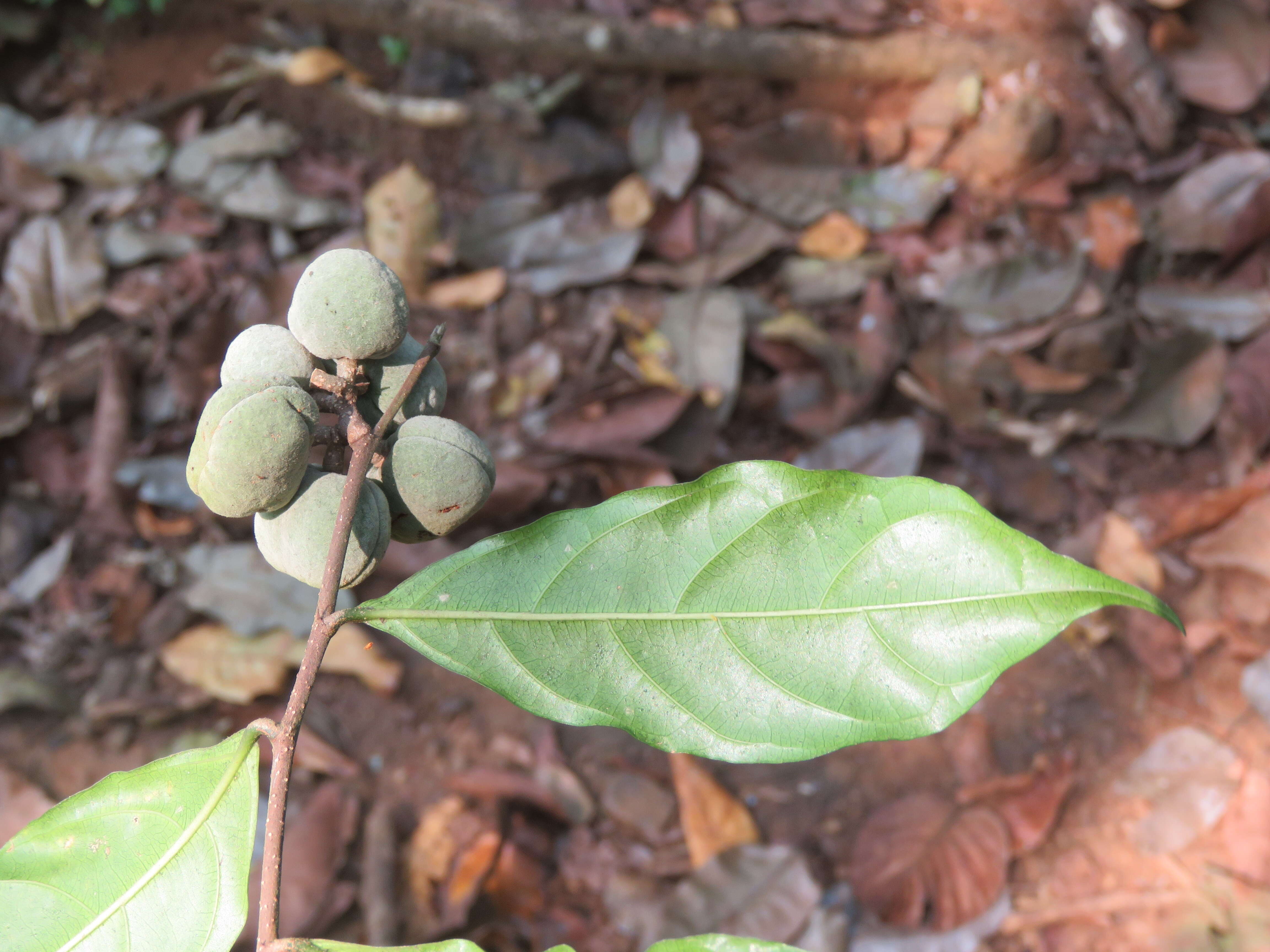 Imagem de Dichapetalum gelonioides (Roxb.) Engl.