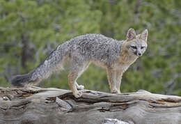 Image of Grey Foxes