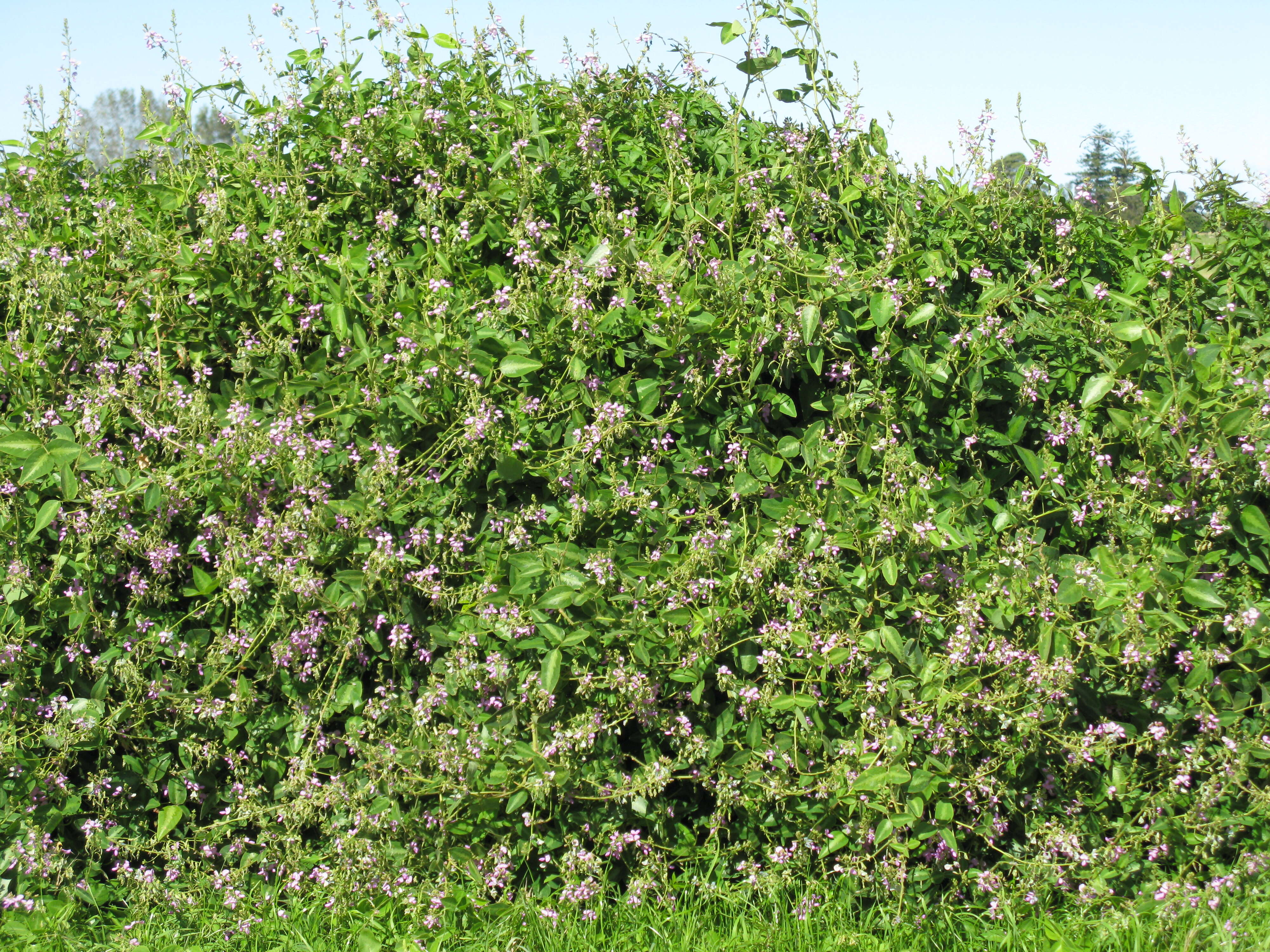 Image of Silverleaf Desmodium