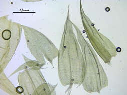 Слика од Brachythecium mildeanum W. P. Schimper ex Milde 1862