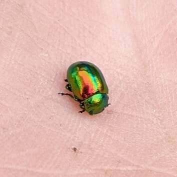 Image of Chrysolina fastuosa