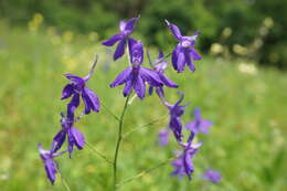 Image of forking larkspur