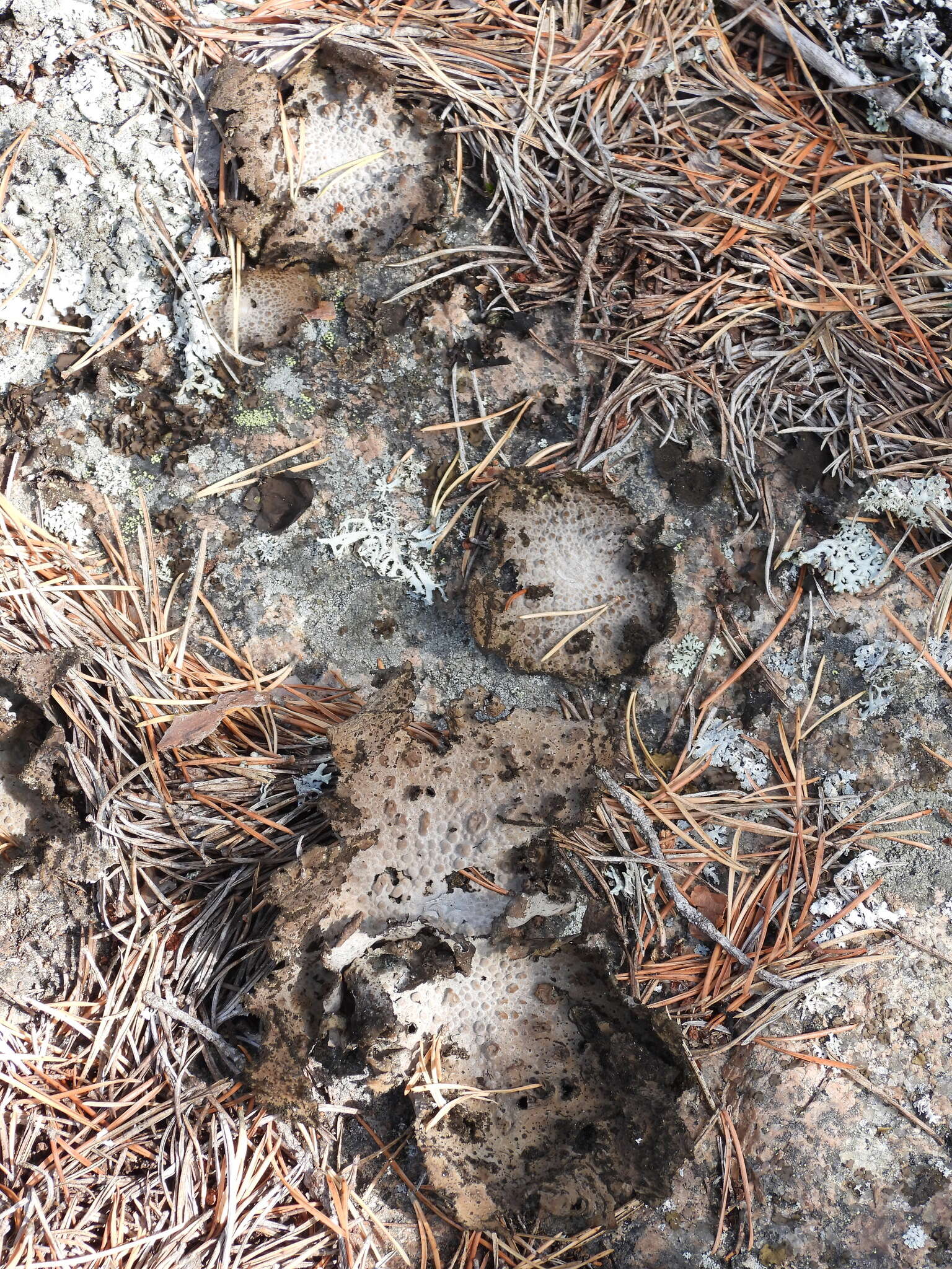 Image of blistered navel lichen