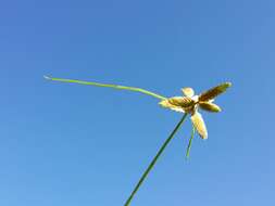 Image of Yellow Flat Sedge