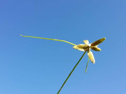 Image of Yellow Flat Sedge