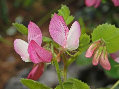 Plancia ëd Ononis rotundifolia L.