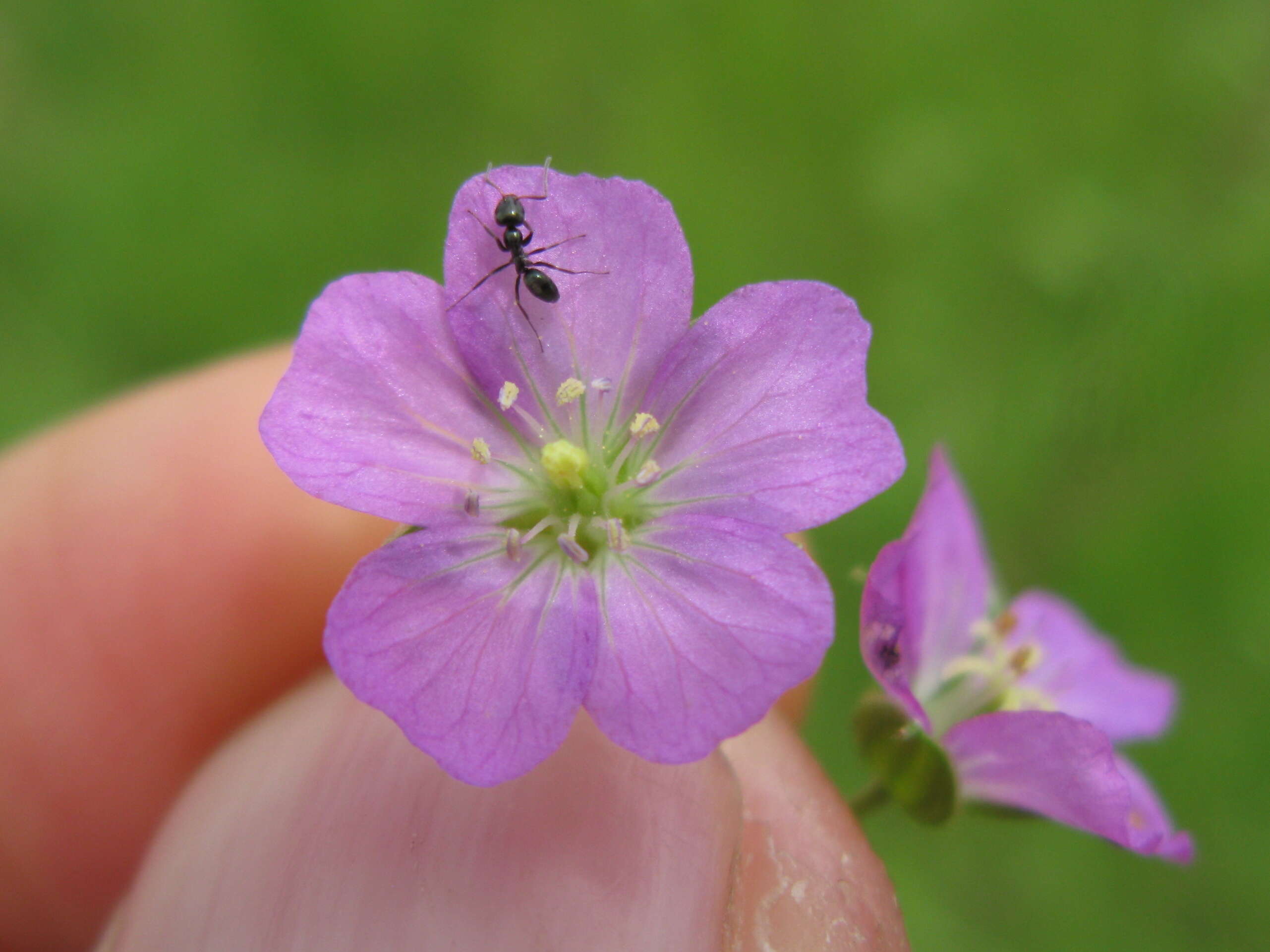 Image of Solander's geranium