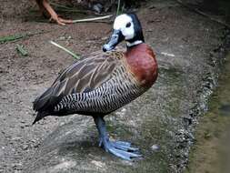 Image of White-faced Whistling Duck