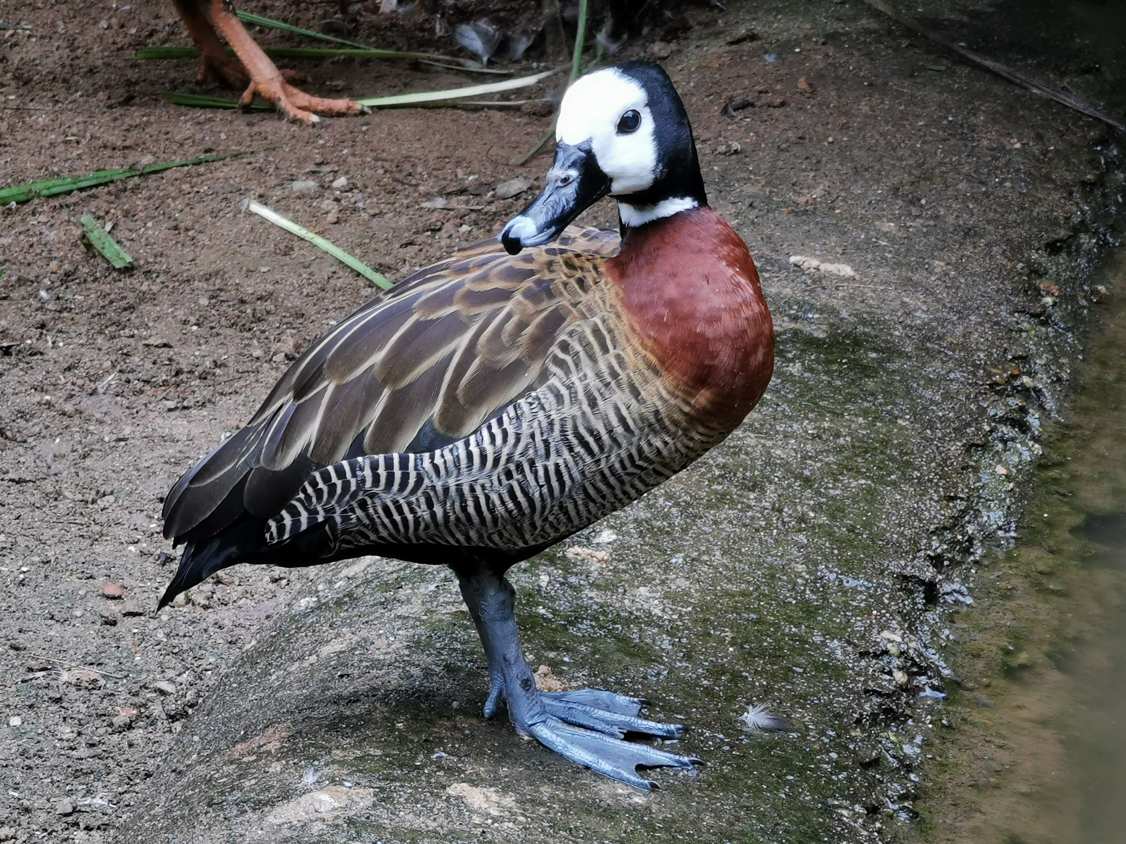 Image of White-faced Whistling Duck