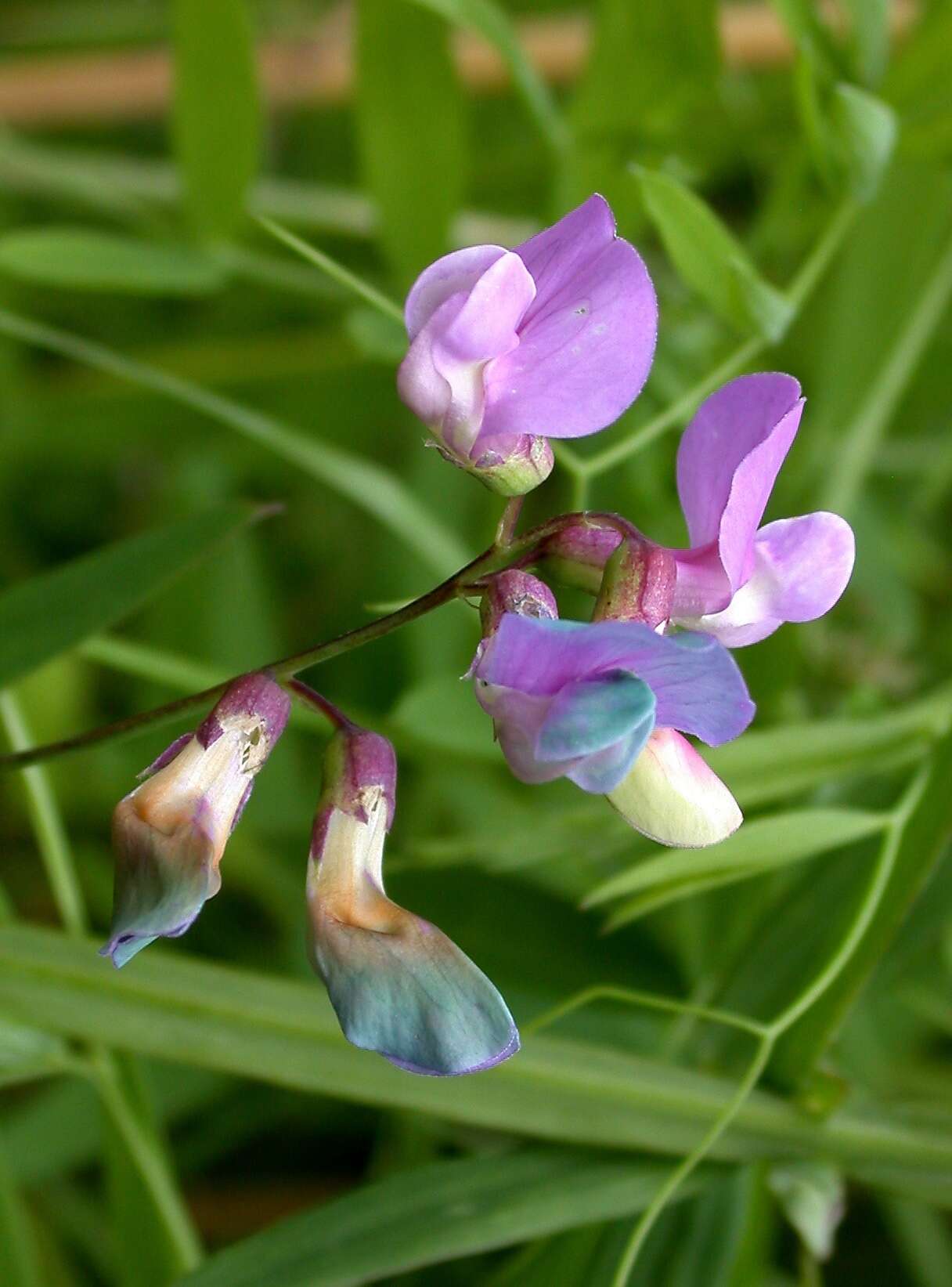 Imagem de Lathyrus palustris L.