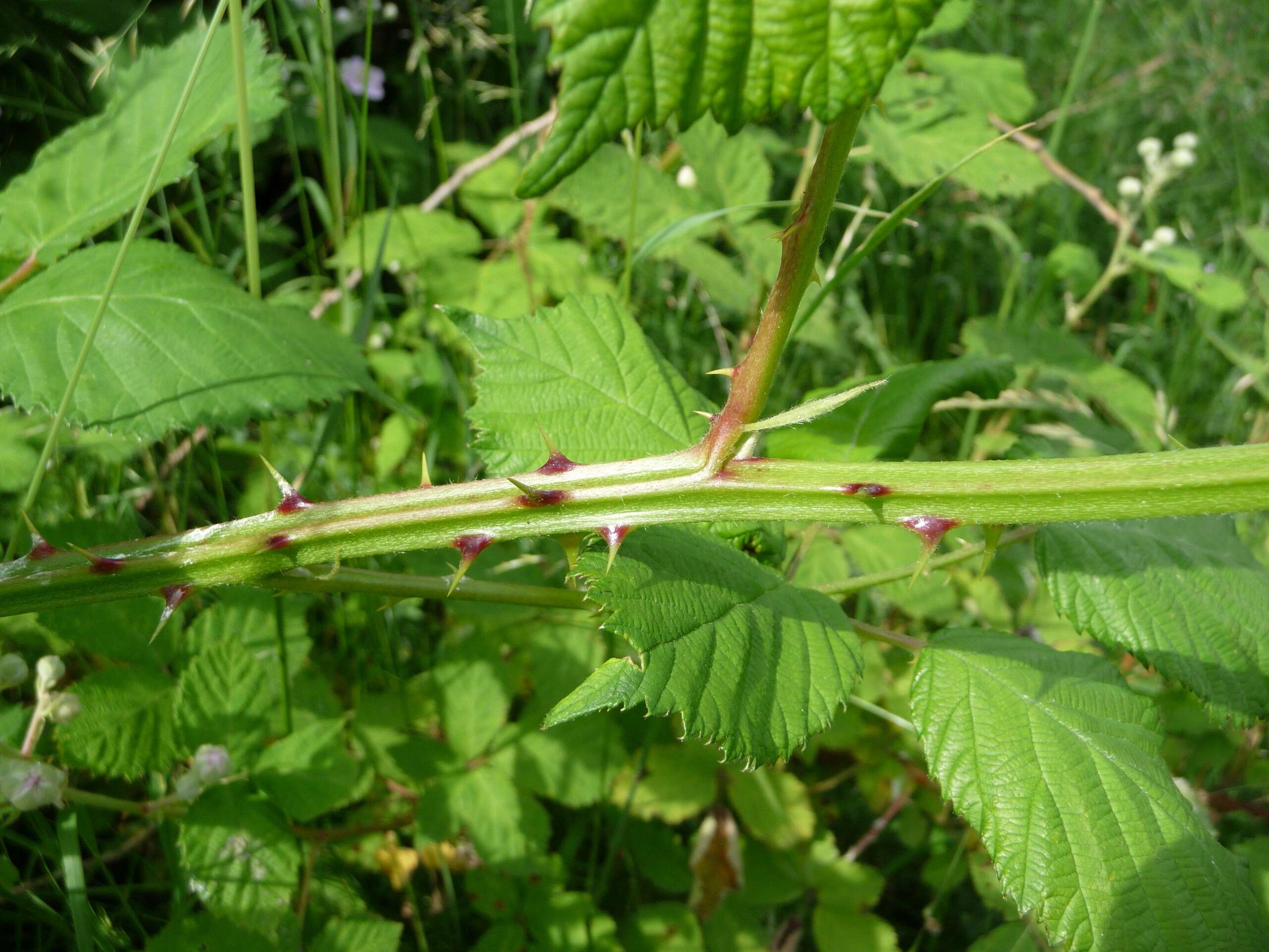 Image of Himalayan blackberry