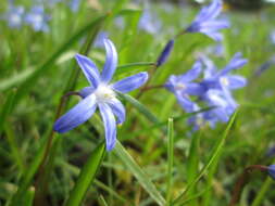 Image de Scilla luciliae (Boiss.) Speta