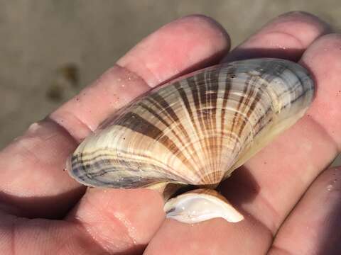 Image of Pismo clam