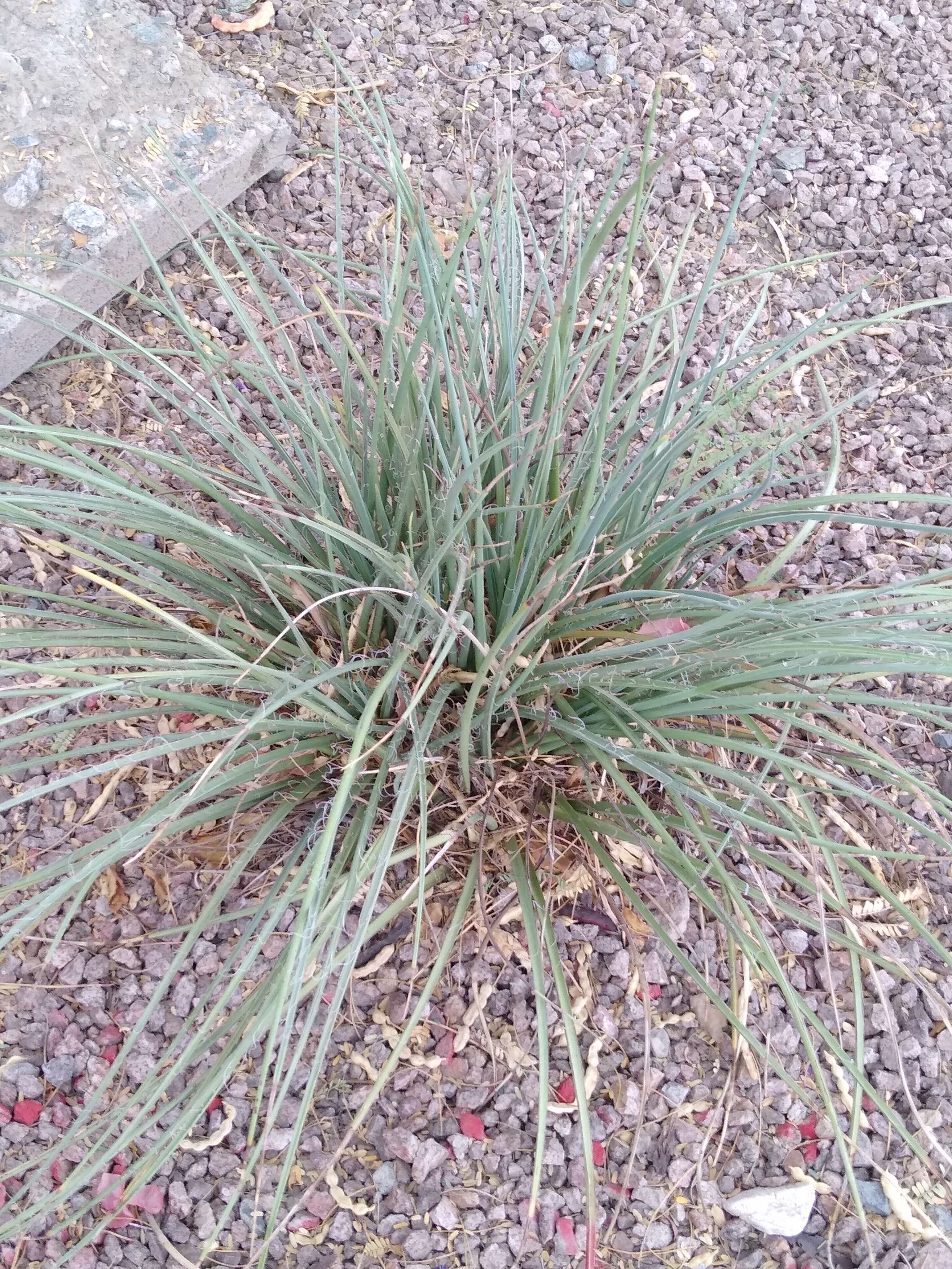 Image of redflower false yucca