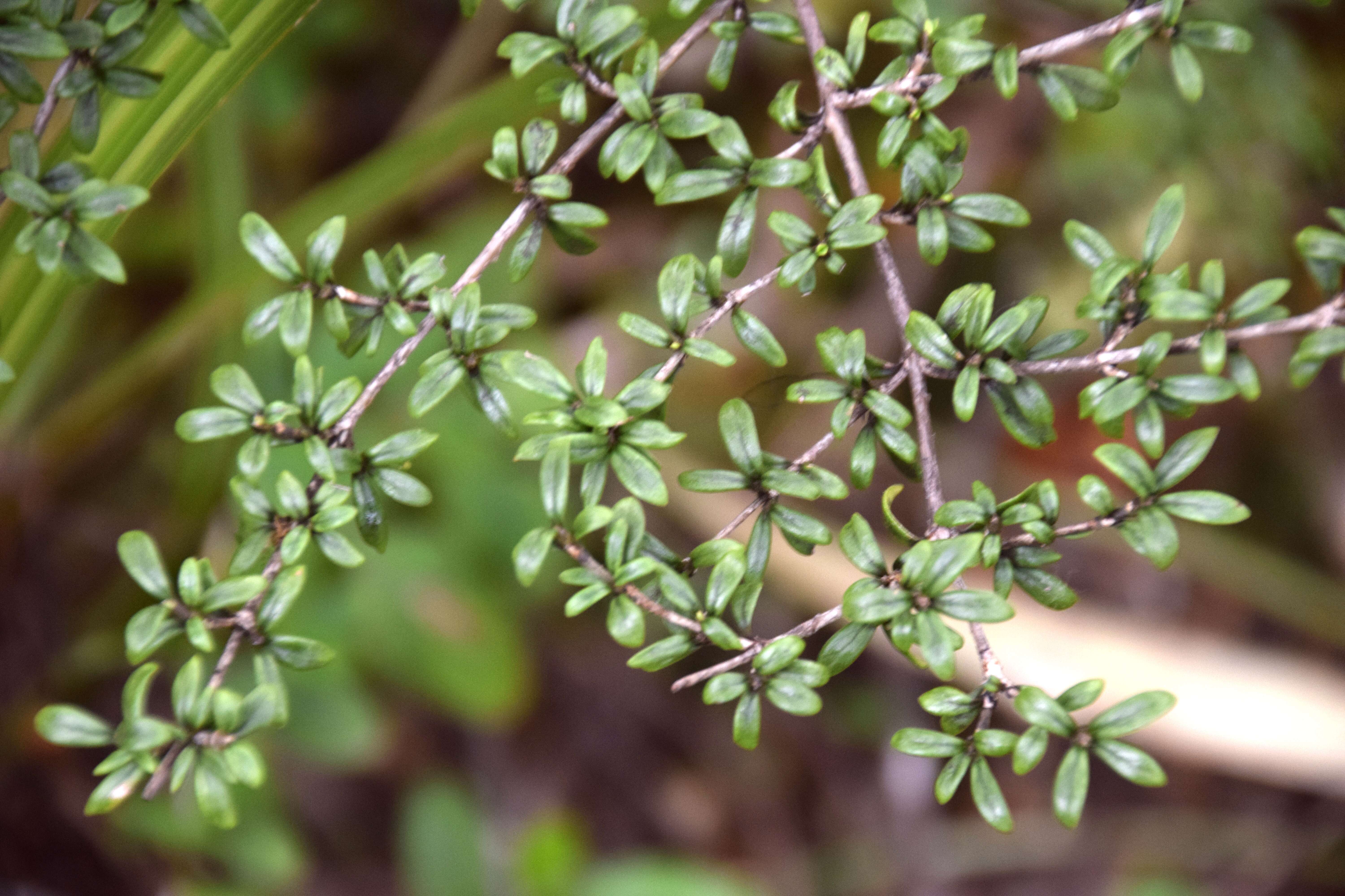 Image of Coprosma foetidissima J. R. Forst. & G. Forst.