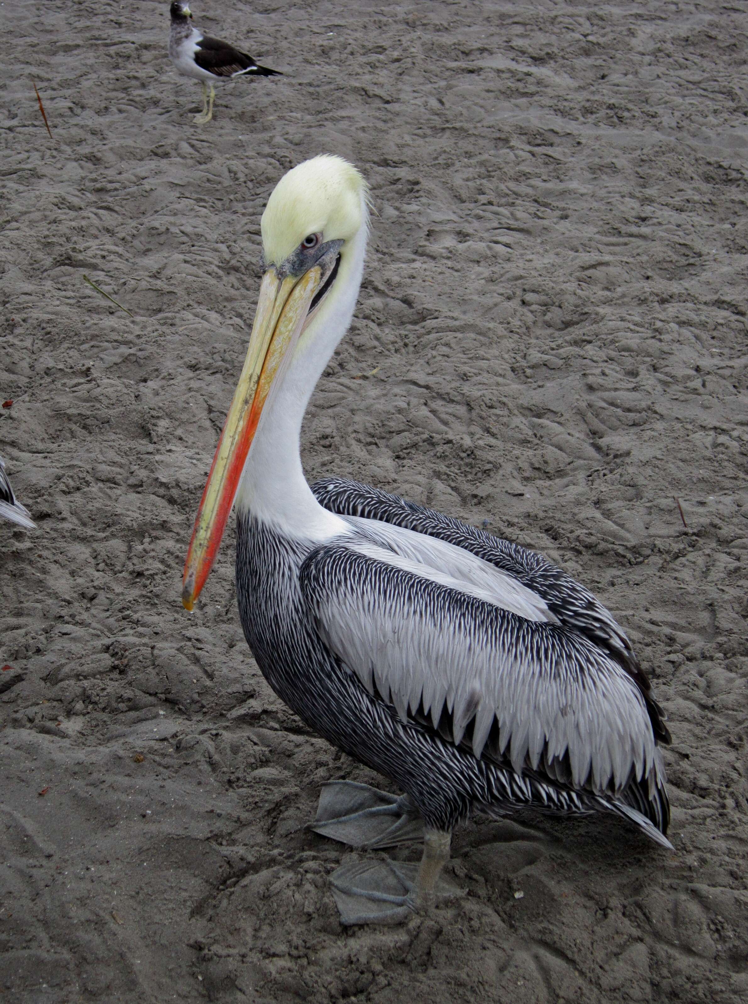 Image of Peruvian Pelican