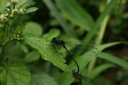 Image de Onychargia Selys 1865