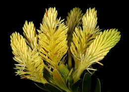 Image of Featherbush