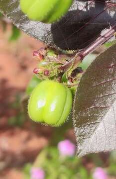 Image of bellyache bush