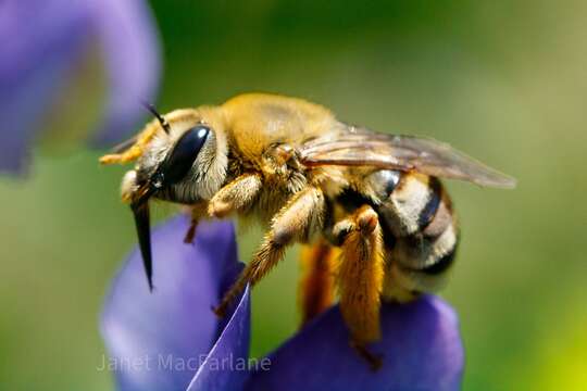 Image of Eucera Scopoli 1770