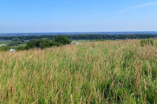 Imagem de Calamagrostis epigejos (L.) Roth