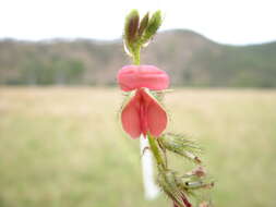 Sivun Indigofera hirsuta L. kuva