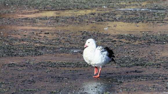 Image of Andean Goose