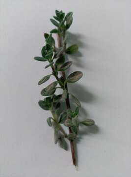 Imagem de Origanum majorana L.