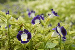 Image de Torenia fournieri Linden ex E. Fourn.