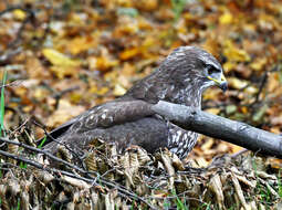 Image of Common Buzzard