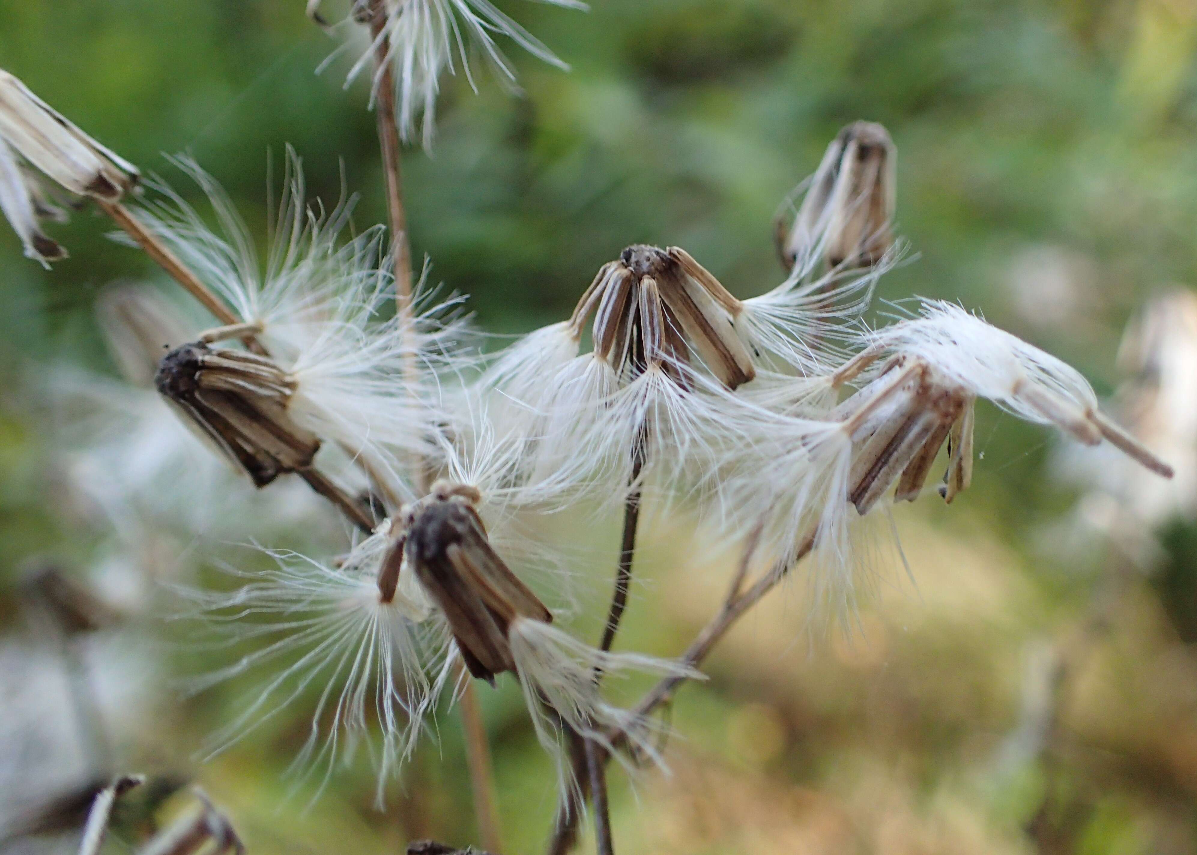 Image of wood ragwort