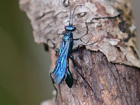 Image of Steel-blue Cricket Hunter