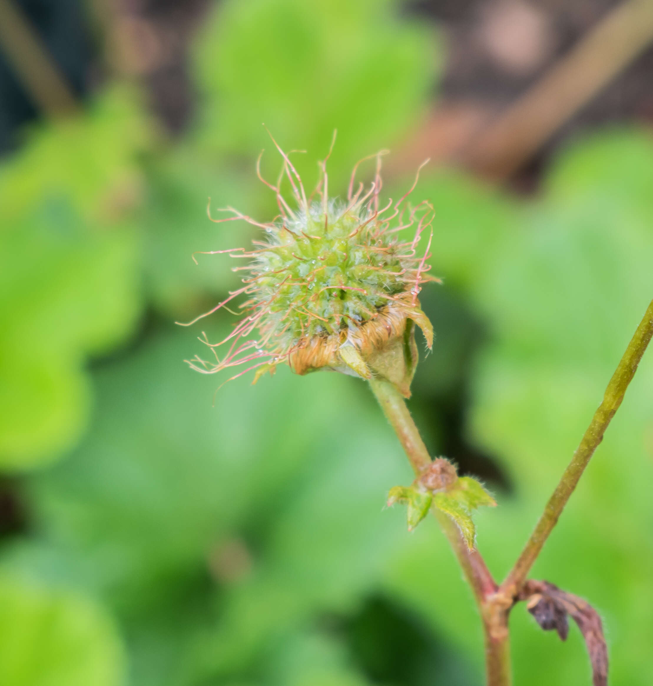 Image of Geum coccineum Sibth. & Sm.