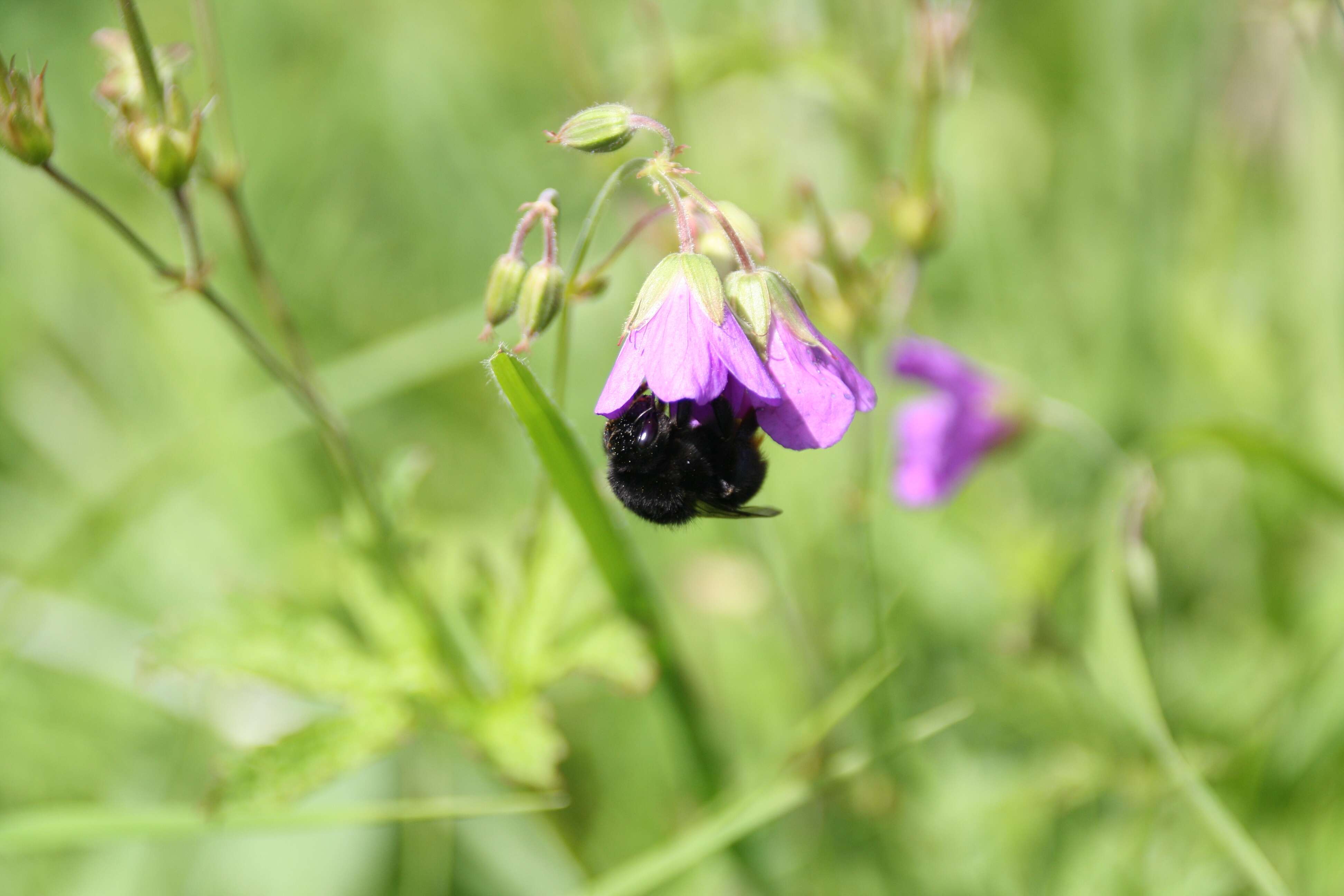 Image of large carpenter bee