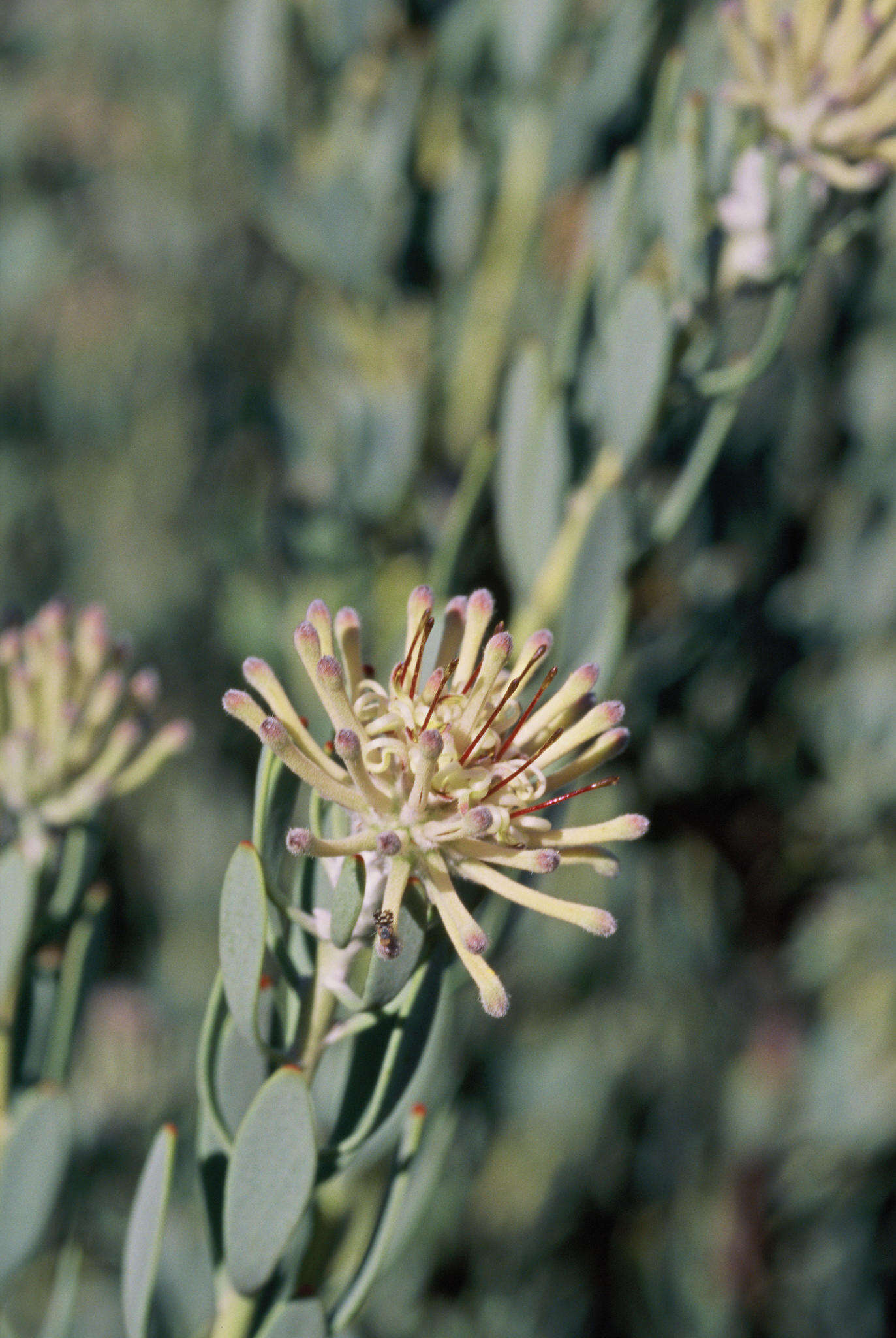 Plancia ëd Vexatorella alpina (Salisb. ex Knight) J. P. Rourke