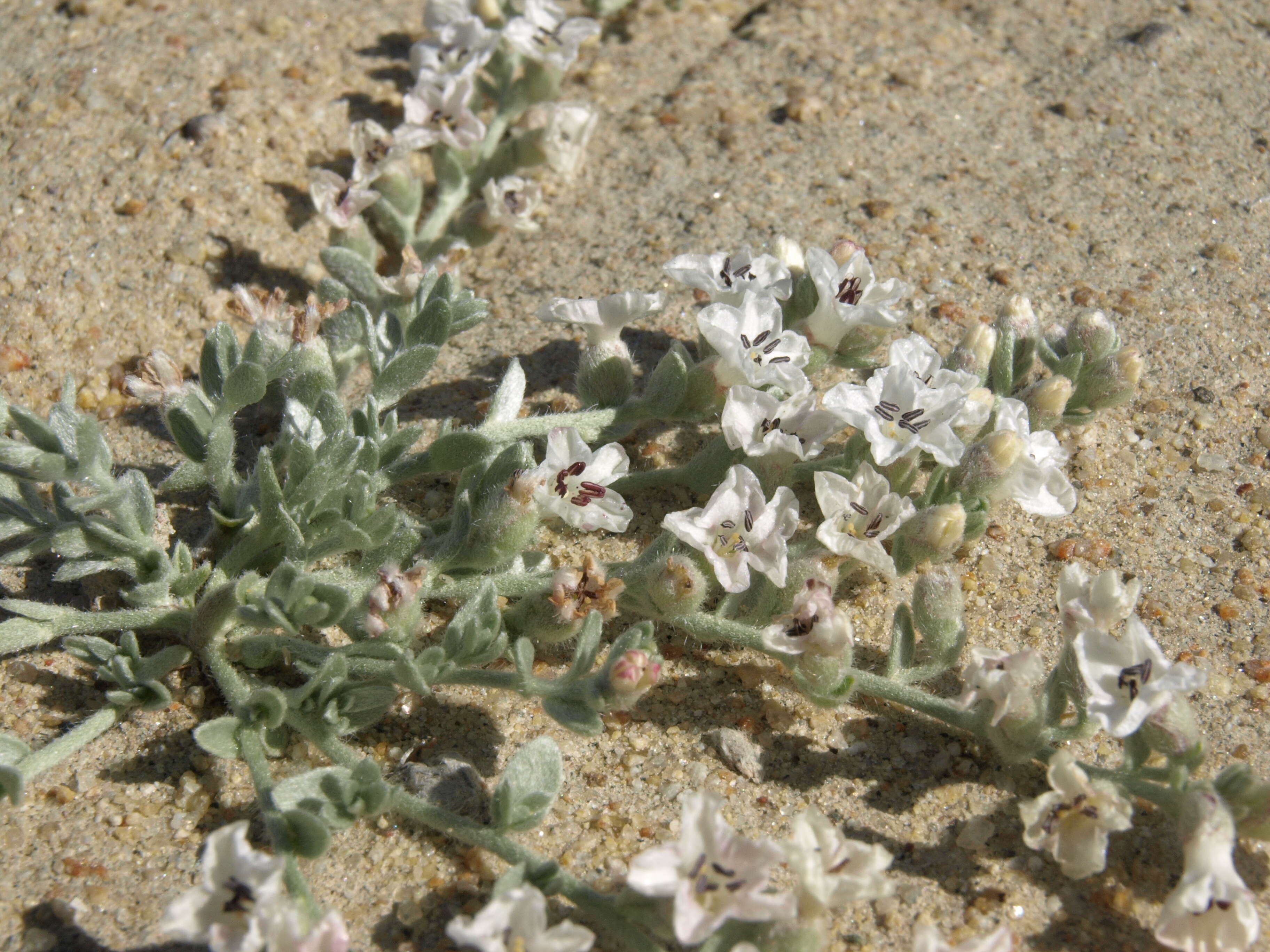 Image of spreading alkaliweed