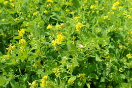 Image of Medicago carstiensis Wulfen